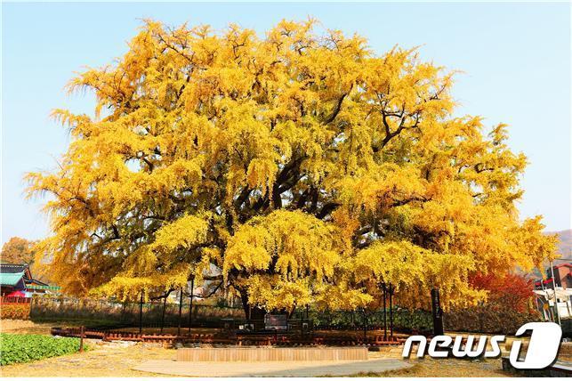 본문 이미지 - 천연기념물 제562호 인천 장수동 은행나무.(인천시 제공)ⓒ 뉴스1