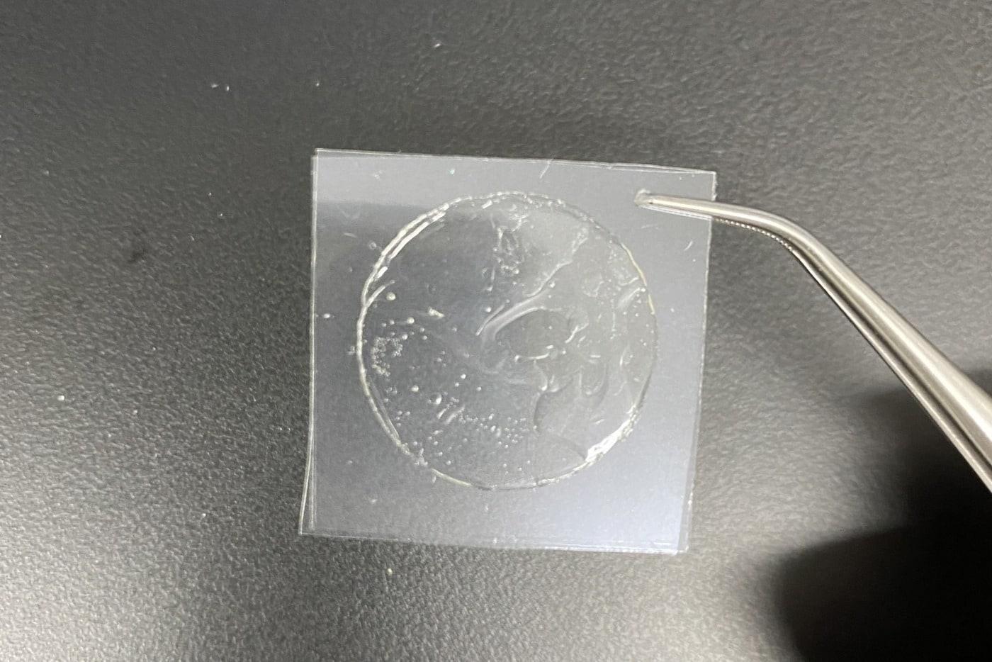 한국원자력연구원이 ‘구강점막 부착형 약물전달체’를 개발했다.(원자력연 제공)ⓒ 뉴스1