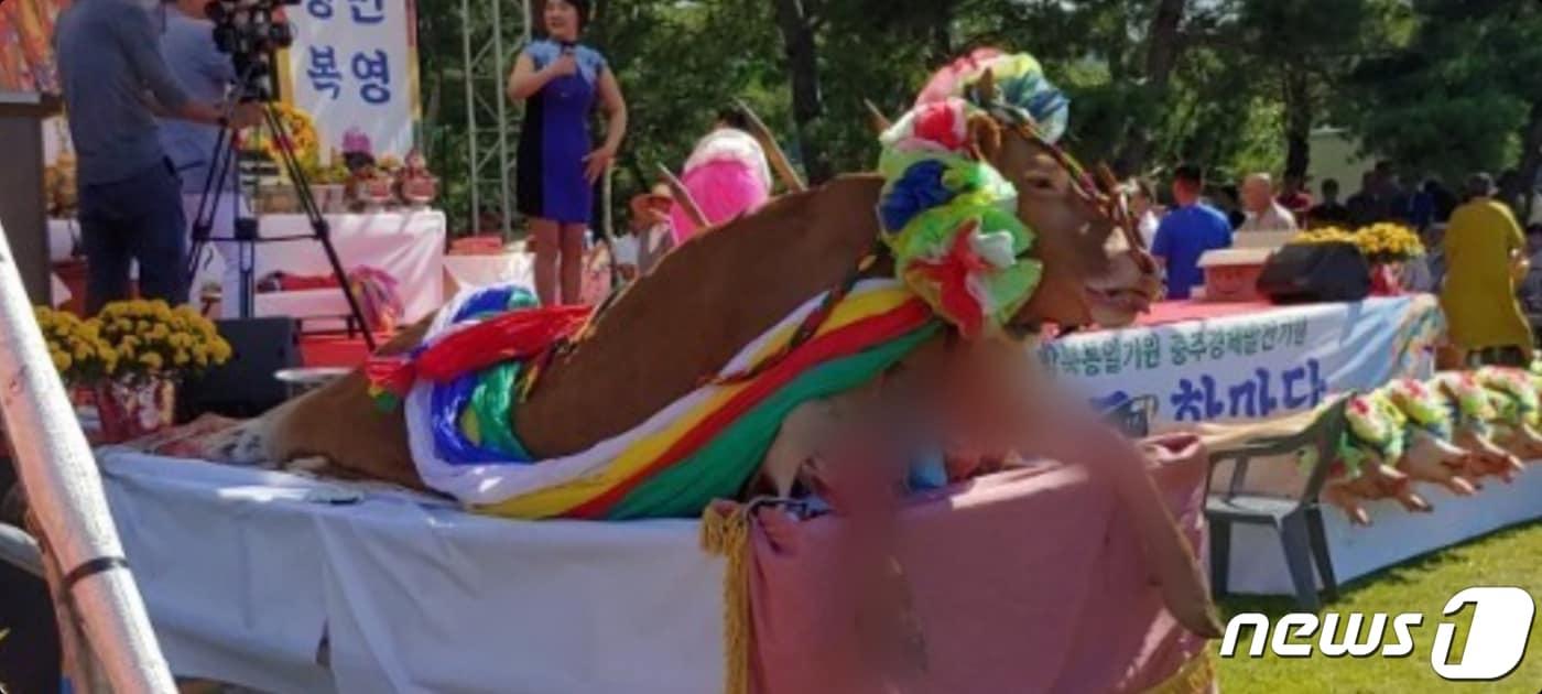 본문 이미지 - 수륙대제 행사에 등장한 소 (독자 제공) ⓒ 뉴스1