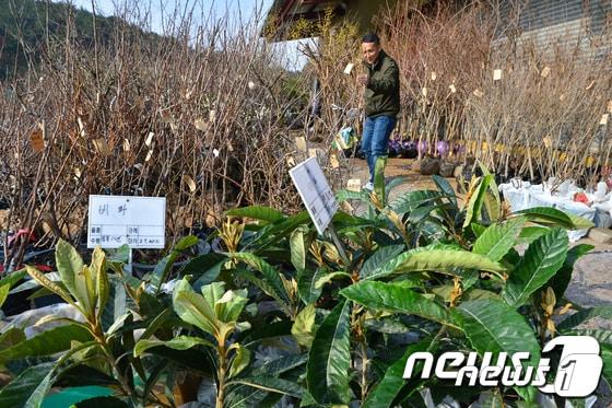 본문 이미지 - 산림조합중앙회가 21일부터 오는 4월 말까지 ‘산림조합 푸른장터 나무시장’ 124개소를 운영한다. 사진은 2019년 포항시산림조합상나무시장을 찾은 시민들이 정원수 등 나무를 살펴보는 모습.ⓒ 뉴스1