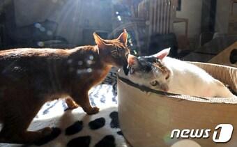 본문 이미지 - 설 연휴 마지막 날인 2일 서울시 용산구에 위치한 동물보호단체 '유기동물 행복찾는 사람들'가 보호 중인 유기묘 및 구조된 고양이들이 새로운 주인을 기다리고 있다. 이 단체는 유기견 및 유기묘 등의 위기에 처한 반려동물을 구조하는 한편 치료·보호한 뒤 책임감 있게 키워줄 새로운 주인에게 입양하는 업무를 하고 있다. 코로나19 확산으로 반려동물을 키우는 사람들이 크게 늘어나는 한편 다양한 이유로 명절 및 휴가철 등에 많은 반려동물들이 주인에게 버림 받는 사례가 늘어나고 있다. 입양한 반려동물을 책임감 있게 키우고 보호하는 인식이 중요하다. 2022.2.2/뉴스1 ⓒ News1 장수영 기자