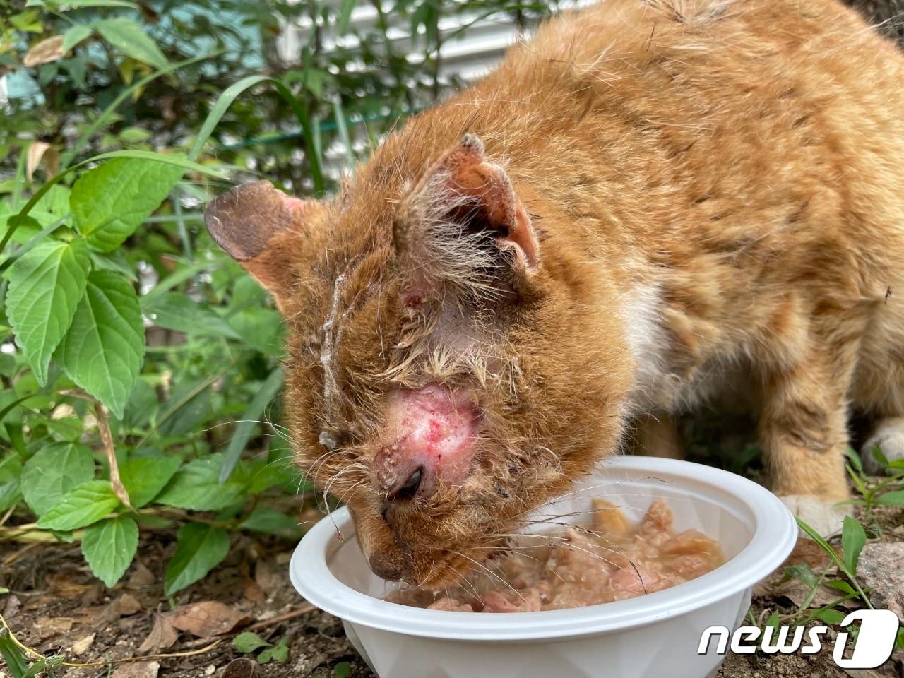 본문 이미지 - 지난해 7월 대구 수성구 범어동의 한 공영주차장 인근에서 길고양이 2마리가 얼굴에 본드가 뿌려진 채 발견돼 경찰이 수사에 나섰지만 올해 1월 경찰은 피의자 특정을 하지 못한 채 미제사건으로 분류했다. (제보자 제공) ⓒ 뉴스1