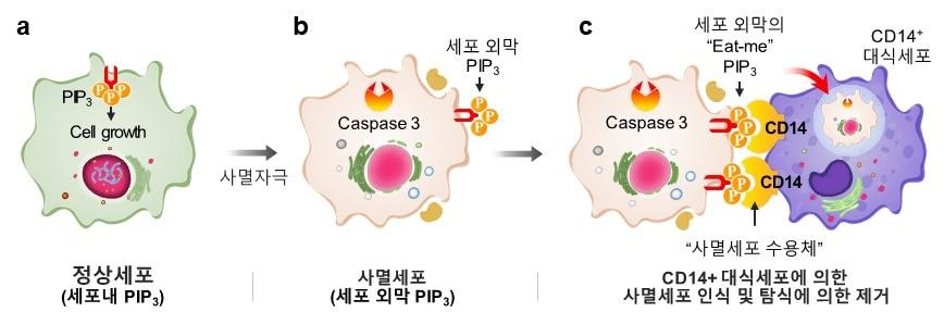 본문 이미지 - 세포 생존과 사멸의 상반된 운명을 결정하는 PIP3의 신호전달 기능(가천대 오병철 교수 제공)ⓒ 뉴스1
