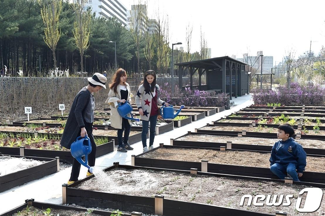 본문 이미지 - 경춘선숲길텃밭(노원구제공)ⓒ 뉴스1