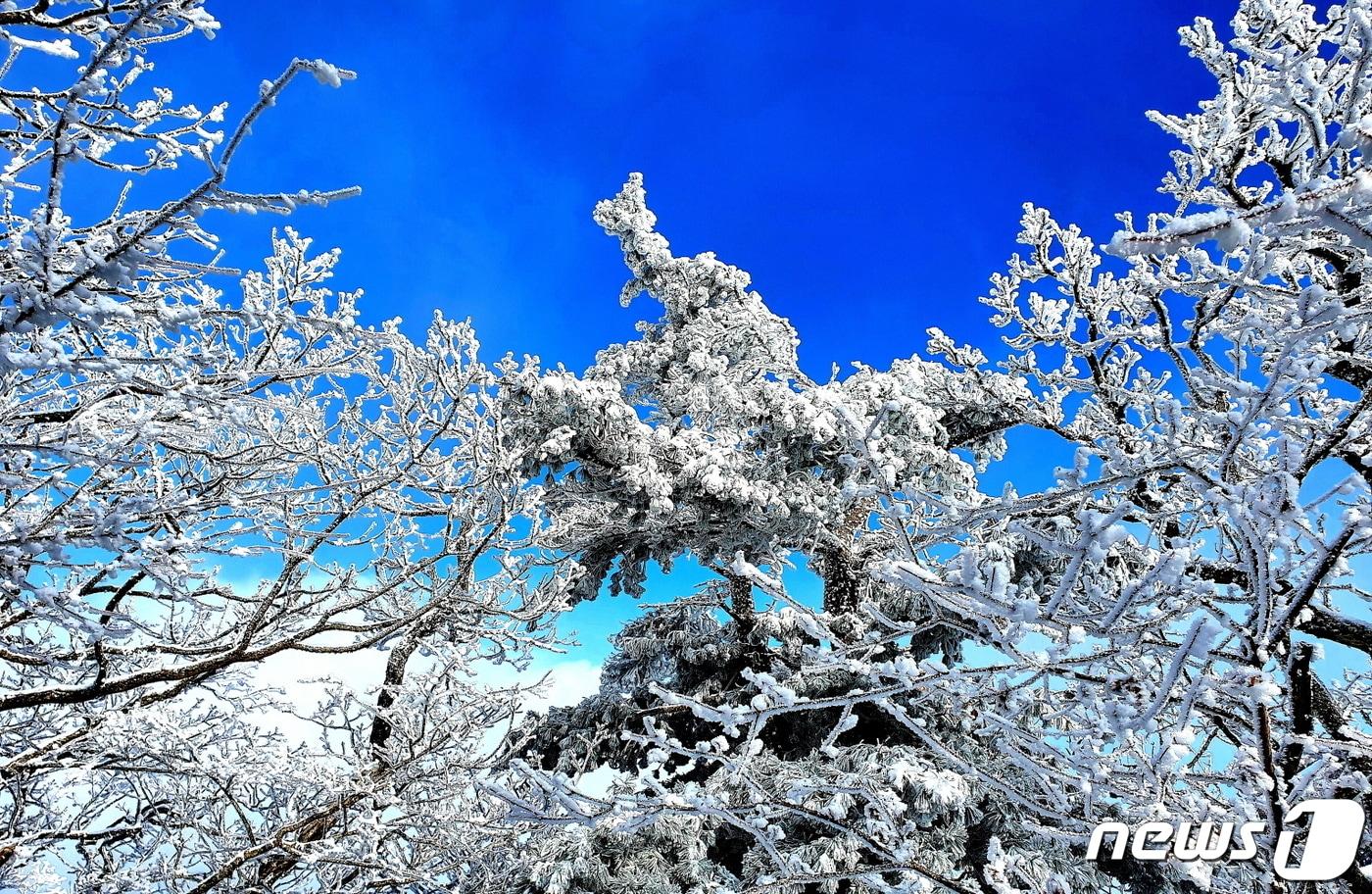 본문 이미지 - 향적봉 밑 주목에 핀 상고대. 파란 하늘이 열려 햇빛에 반짝이는 아름다운 설경 ⓒ 뉴스1