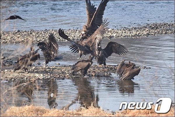 본문 이미지 - 금강 세종보 상류(합강리)에서 먹이활동 중인 독수리의 모습. (대전환경운동연합 제공) ⓒ 뉴스1