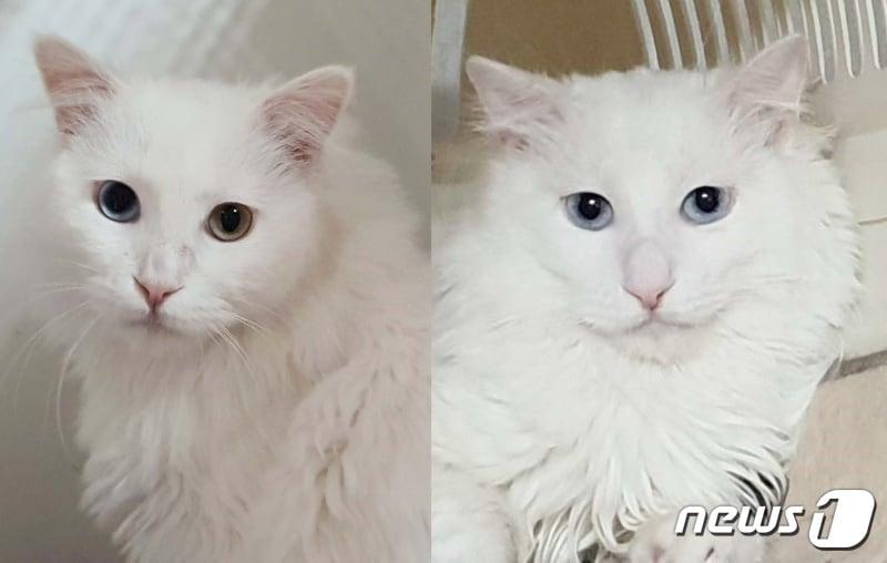 본문 이미지 - 길냥이와 동고동락에서 새 가족을 기다리고 있는 솜솜이(왼쪽)와 사탕이 ⓒ 뉴스1 최서윤 기자