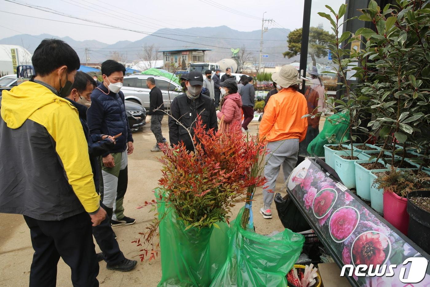 본문 이미지 - 충북 옥천군의 이원묘목시장을 찾은 시민들이 묘목을 살펴보고 있다. (옥천군 제공)ⓒ 뉴스1