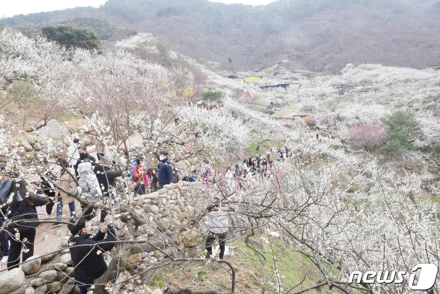 본문 이미지 - 20일 오전 전남 광양시 다압면 매화마을을 찾은 상춘객들이 봄 기운을 만끽하고 있다. 2022.3.19/뉴스1