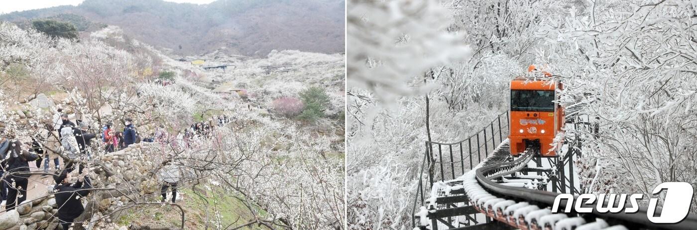 본문 이미지 - 20일 오전 전남 광양 매화마을(왼쪽 사진)과 경남 함양군 대봉산 휴양밸리 모습.
