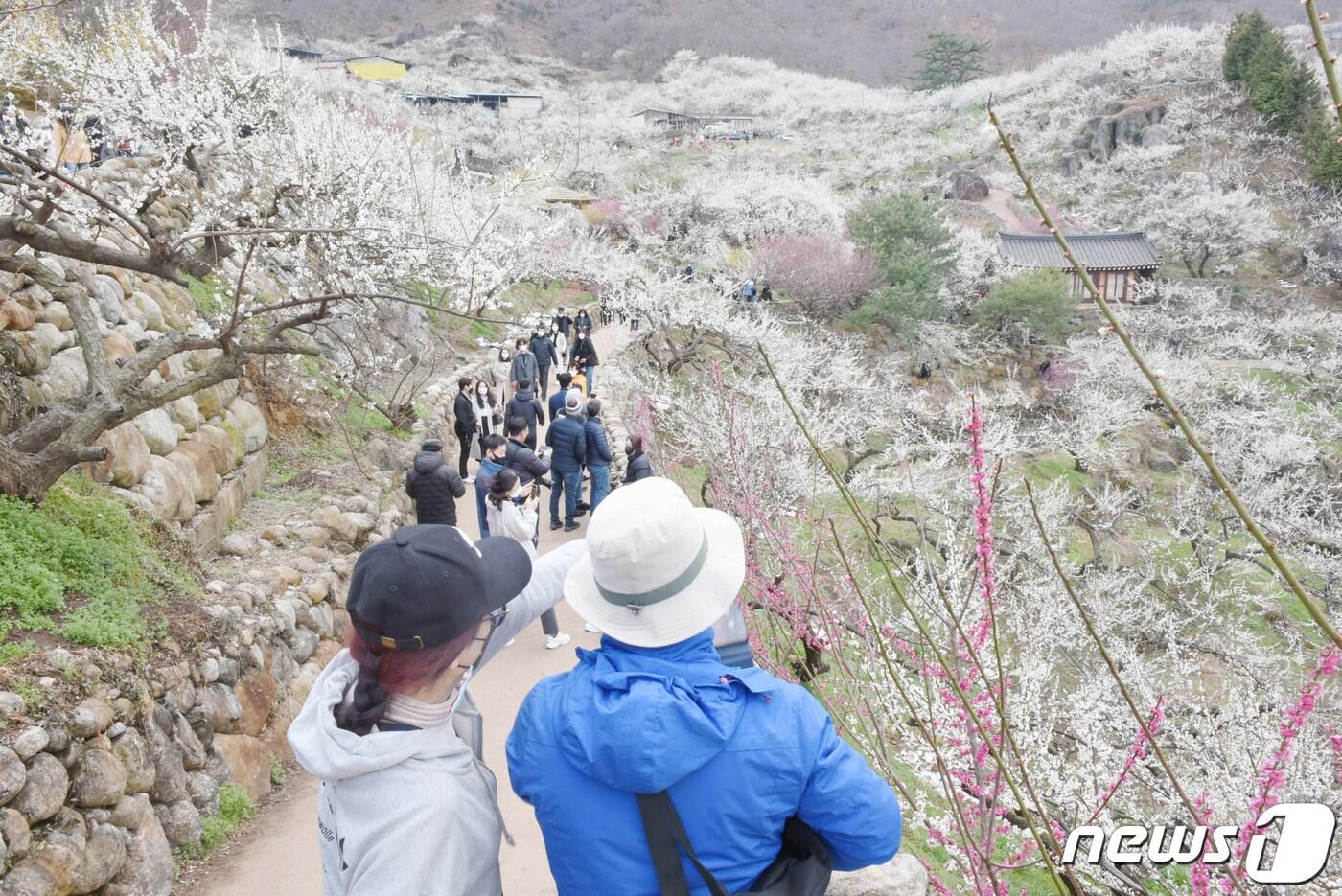 본문 이미지 - 20일 오전 전남 광양시 다압면 매화마을에서 봄꽃을 보기 위한 상춘객들의 발길이 이어지고 있다.2022.3.20/뉴스1 ⓒ News1 김동수 기자