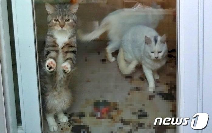 본문 이미지 - 애니멀 호더의 방치 때문에 배설물 속에 뒤엉켜 살던 고양이들(나비야사랑해 제공) ⓒ 뉴스1