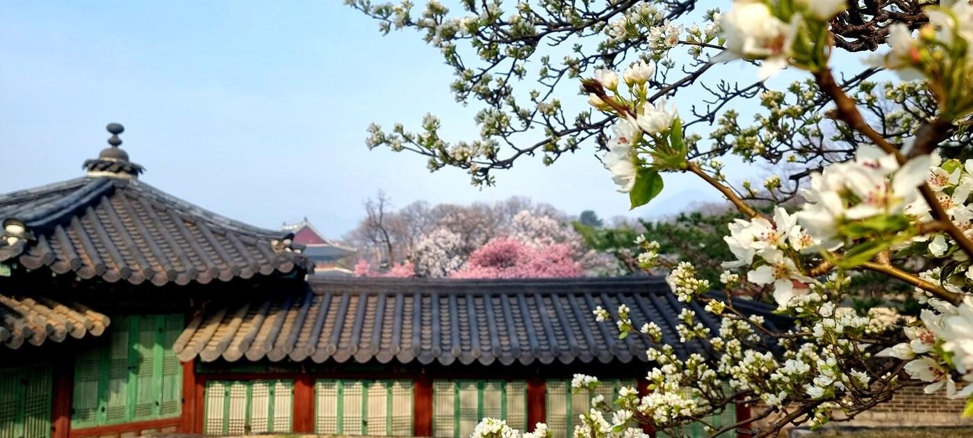 본문 이미지 - 낙선재 후원 승화루 권역 봄 풍경. 문화재청 제공