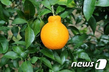 본문 이미지 - 탐나는봉(농촌진흥청 제공)ⓒ 뉴스1