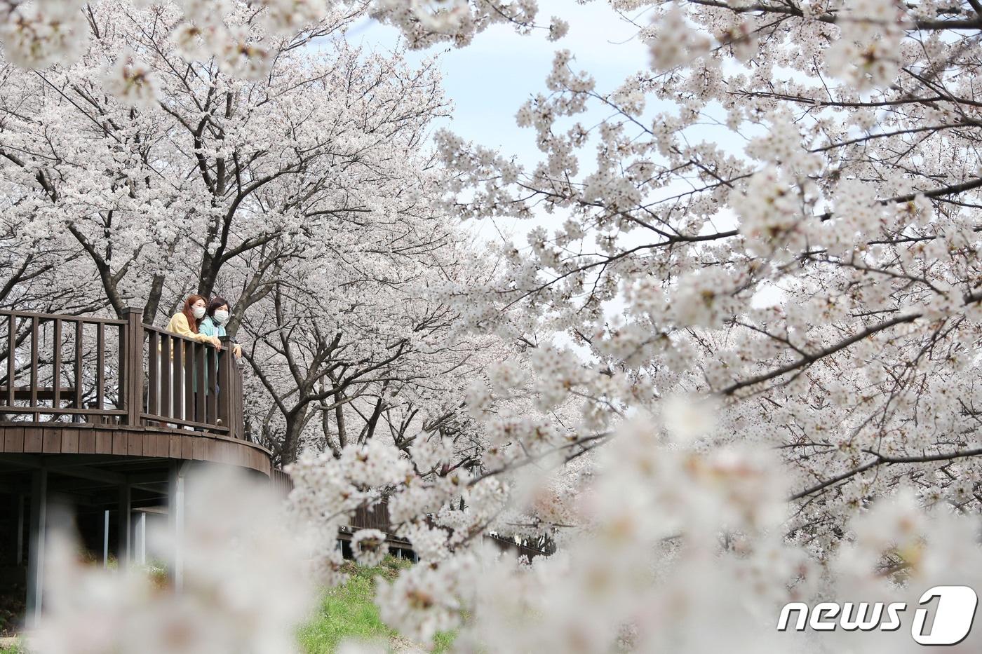 본문 이미지 - 삼문동 수변공원 벚꽃길. (밀양시 제공) ⓒ 뉴스1