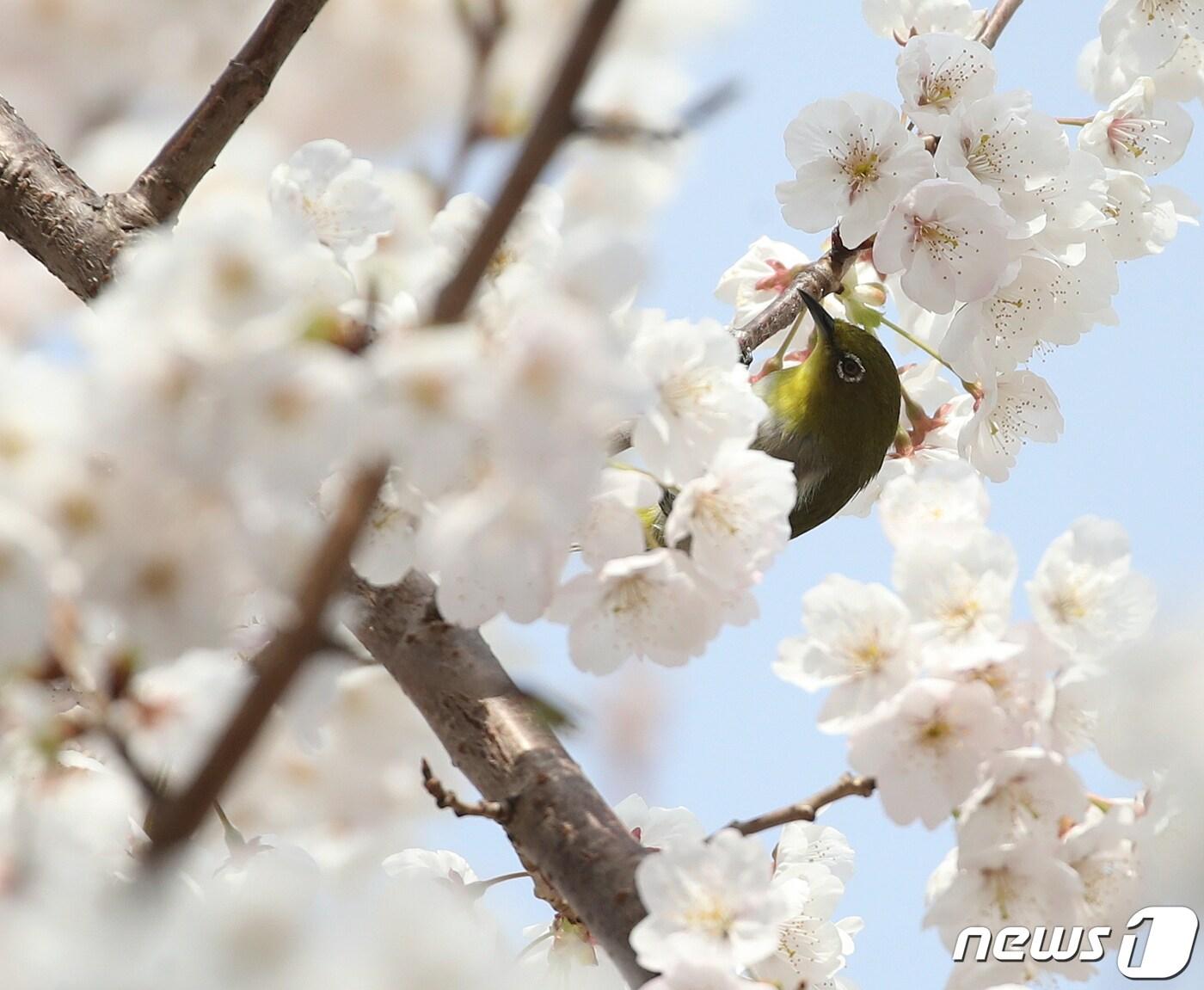 본문 이미지 - 꽃망울을 활짝 터뜨린 벚꽃 나뭇가지에 매달려 꿀을 따먹는 동박새. 2022.3.25/뉴스1 ⓒ News1 윤일지 기자