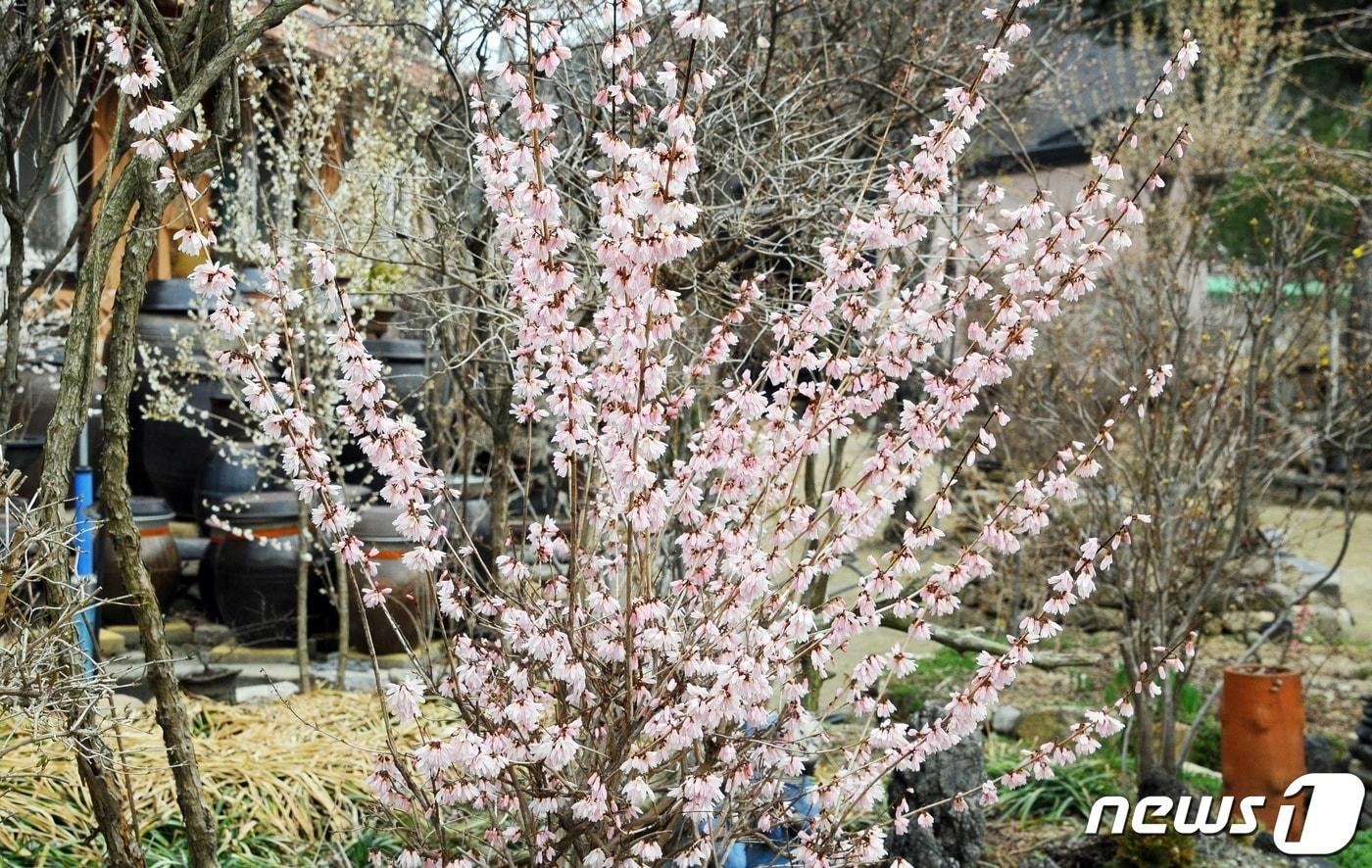 27일 오후 충북 괴산군 칠성면에 미선나무 꽃이 만개했다.2022.3.27ⓒ 뉴스1