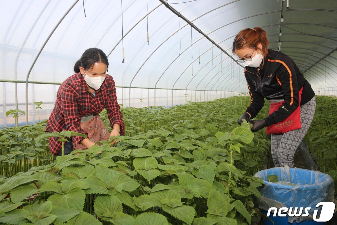 본문 이미지 - 충북 옥천군의 군서장령산깻잎작목반 농가들이 깻잎을 수확하고 있다.(옥천군 제공)ⓒ 뉴스1