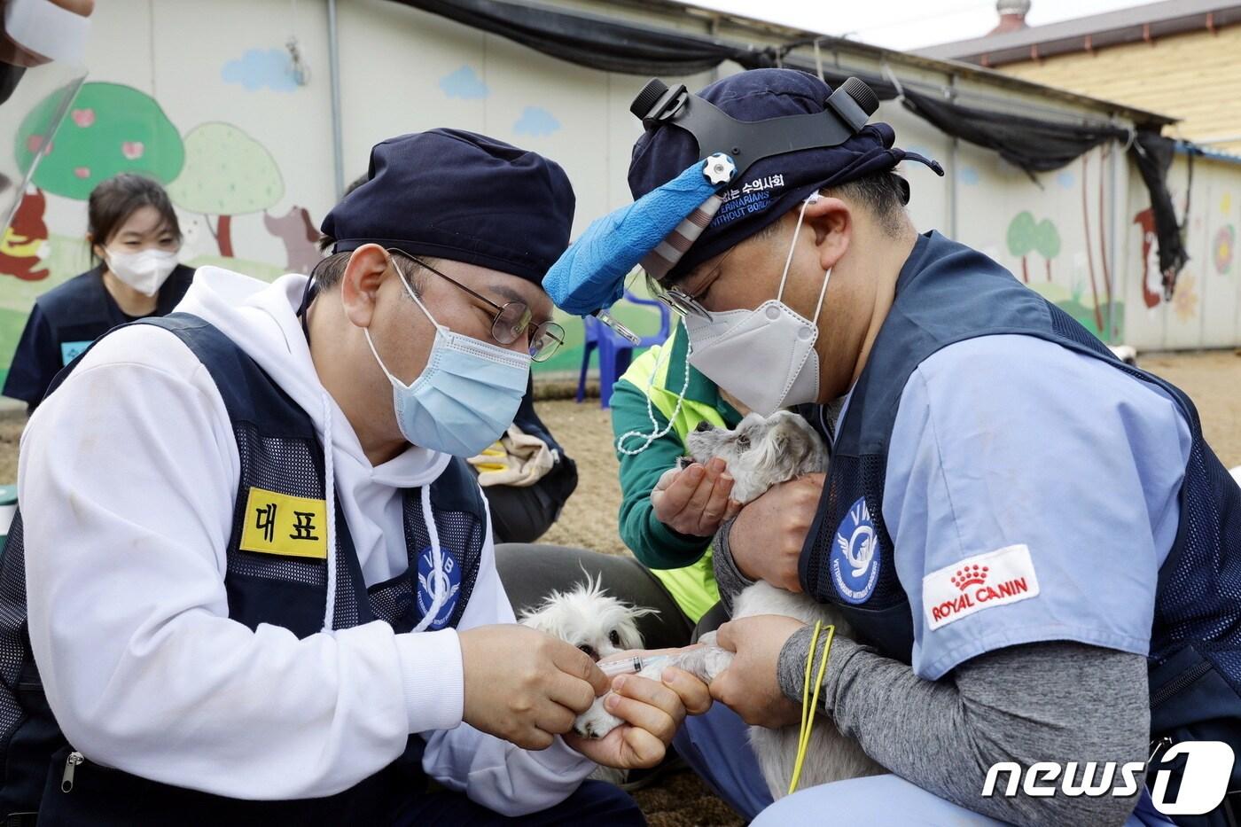 본문 이미지 - 국경없는 수의사회 김재영 대표(왼쪽)와 수의사들이 지난 27일 경기도 용인시 행강유기견보호소에서 의료봉사를 진행하고 있다. 국경없는 수의사회는 로얄캐닌과 함께 봉사활동을 펼쳤다. (로얄캐닌 제공) 2022.3.28/뉴스1