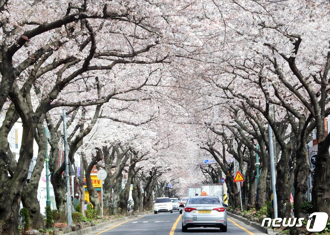  제주시 삼도1동 전농로 벚꽃길에  만개한 벚꽃. 2022.3.28/뉴스1 ⓒ News1 오현지 기자