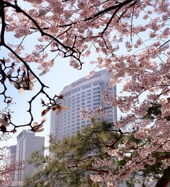 본문 이미지 - 서울, 인터콘티넨탈 코엑스의 봄. 트립닷컴 제공