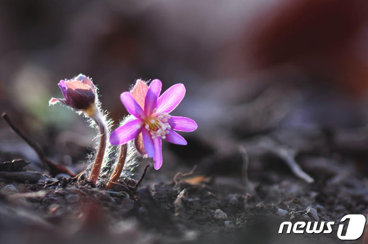 본문 이미지 - 3일 경주국립공원 토함산지구에 봄의 전령사들이 앞 다퉈 꽃망을 터뜨리고 있다. 사진은 노루귀 모습.(경주국립공원제공)2022.3.3/ⓒ 뉴스1