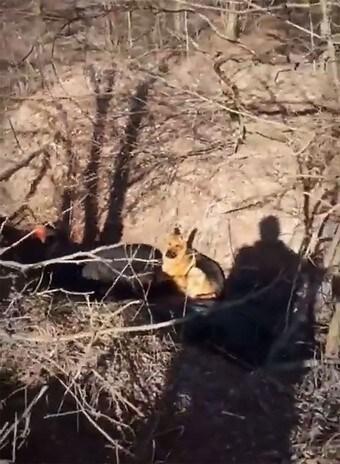 본문 이미지 - 러시아 군의 총격을 받은 주인의 시신을 지키고 있는 개 <뉴욕포스트 영상 갈무리>