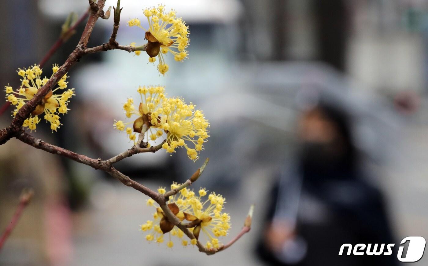 본문 이미지 - 봄을 재촉하는 비가 내린 30일 오후 서울시 종로구의 한 거리에서 노랗게 핀 산수유꽃 뒤로 우산을 쓴 시민들이 지나가고 있다. 2022.3.30/뉴스1 ⓒ News1 장수영 기자