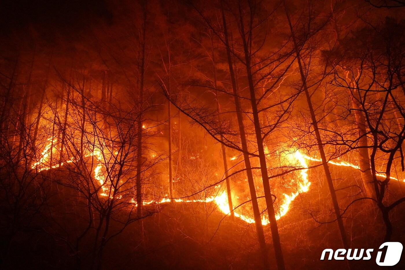 본문 이미지 - 경북 울진군 북면 산불 발생 사흘째인 지난 6일 수시로 바뀌는 풍향과 강풍 및 연무로 산불이 울진군 금강송면 소광리 금강소나무숲 인근까지 번지고 있다. (산림청 제공) 2022.3.7/뉴스1