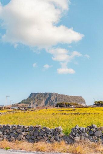본문 이미지 - 성산일출봉 유채밭. 제주관광공사 제공