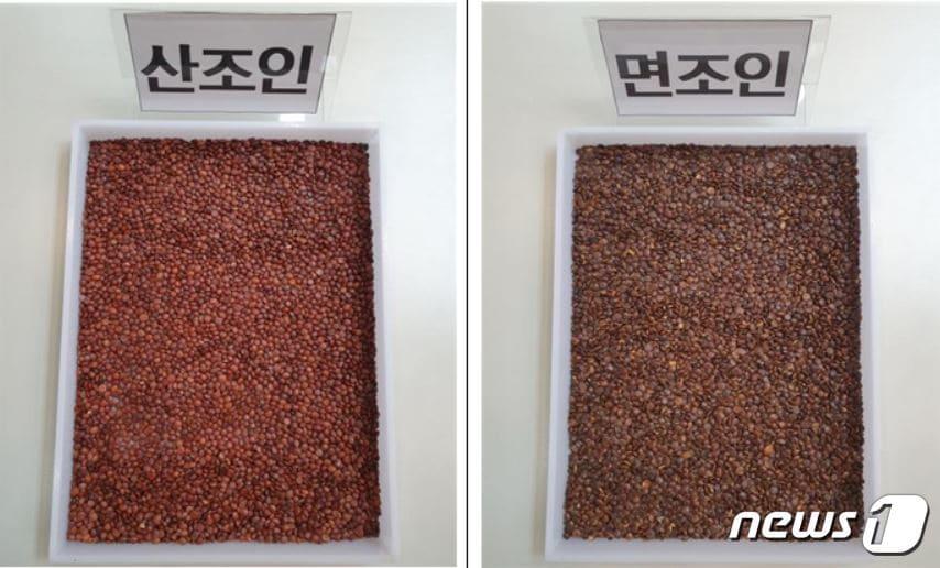 본문 이미지 - 불면증과 신경안정 등에 쓰이는 한약재 산조인(왼쪽)과 가격이 3~4배 저렴한 면조인(서울시 제공).ⓒ 뉴스1