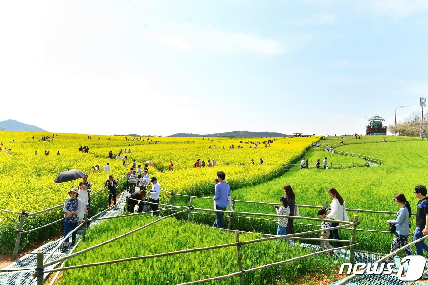 전북 고창군 청보리밭축제가 대한민국 생태관광축제 대표브랜드로 선정됐다.      ⓒ 뉴스1