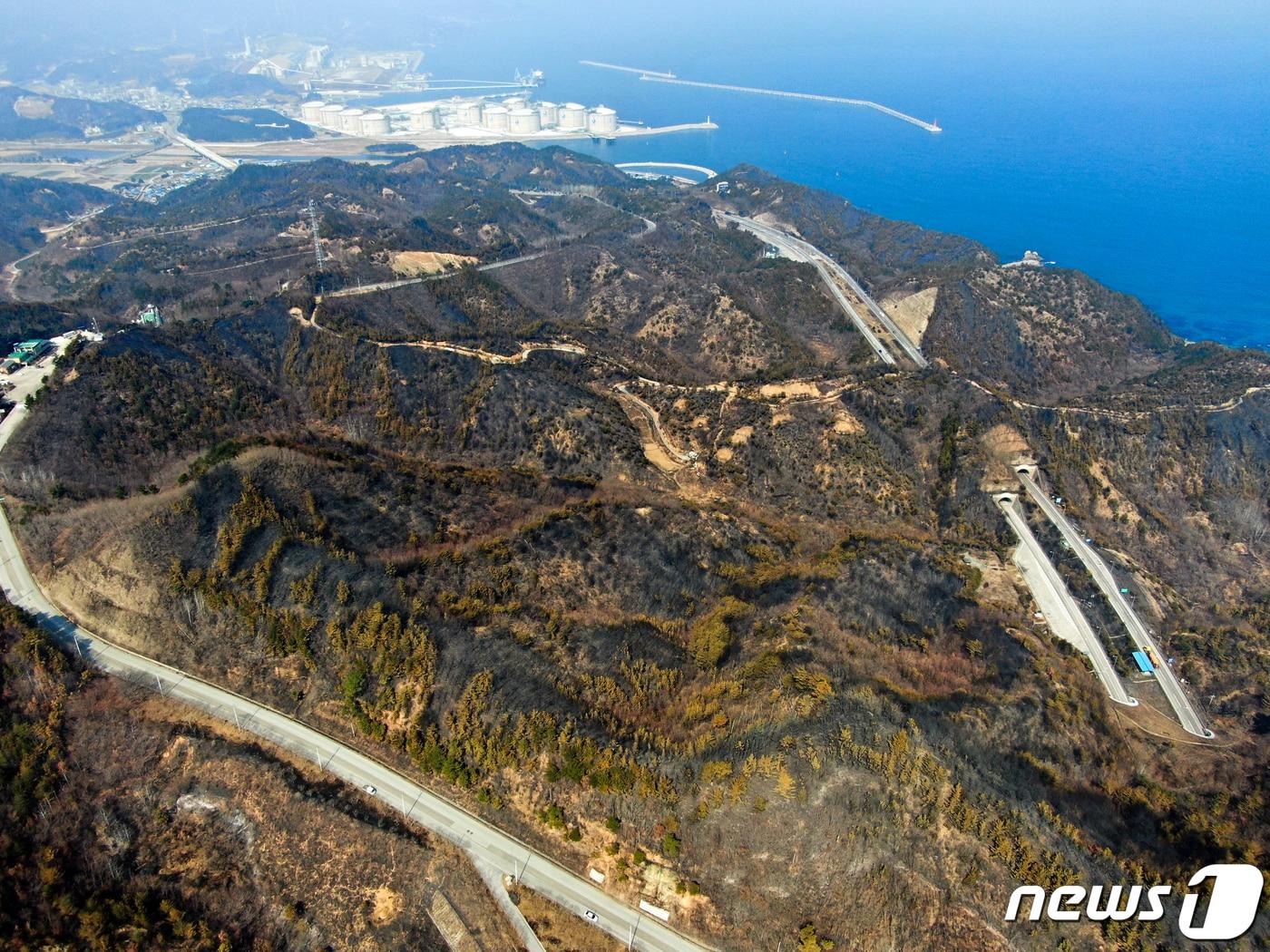 본문 이미지 - 지난 2022년 경북 울진·강원 삼척 산불 당시 잿더미로 변한 삼척 일대 산림.(뉴스1 DB) 