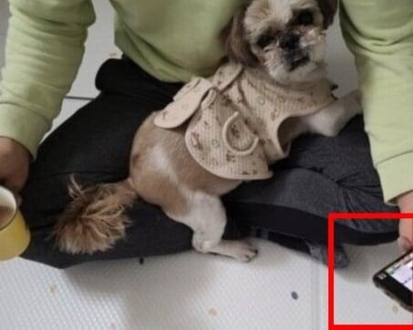 본문 이미지 - CJ대한통운 택배기사 김모씨가 키우던 반려견 태희. 누리꾼들은 김씨의 휴대전화 속 화면이 '토토 사이트'라고 주장했다. (온라인 커뮤니티 갈무리) ⓒ 뉴스1