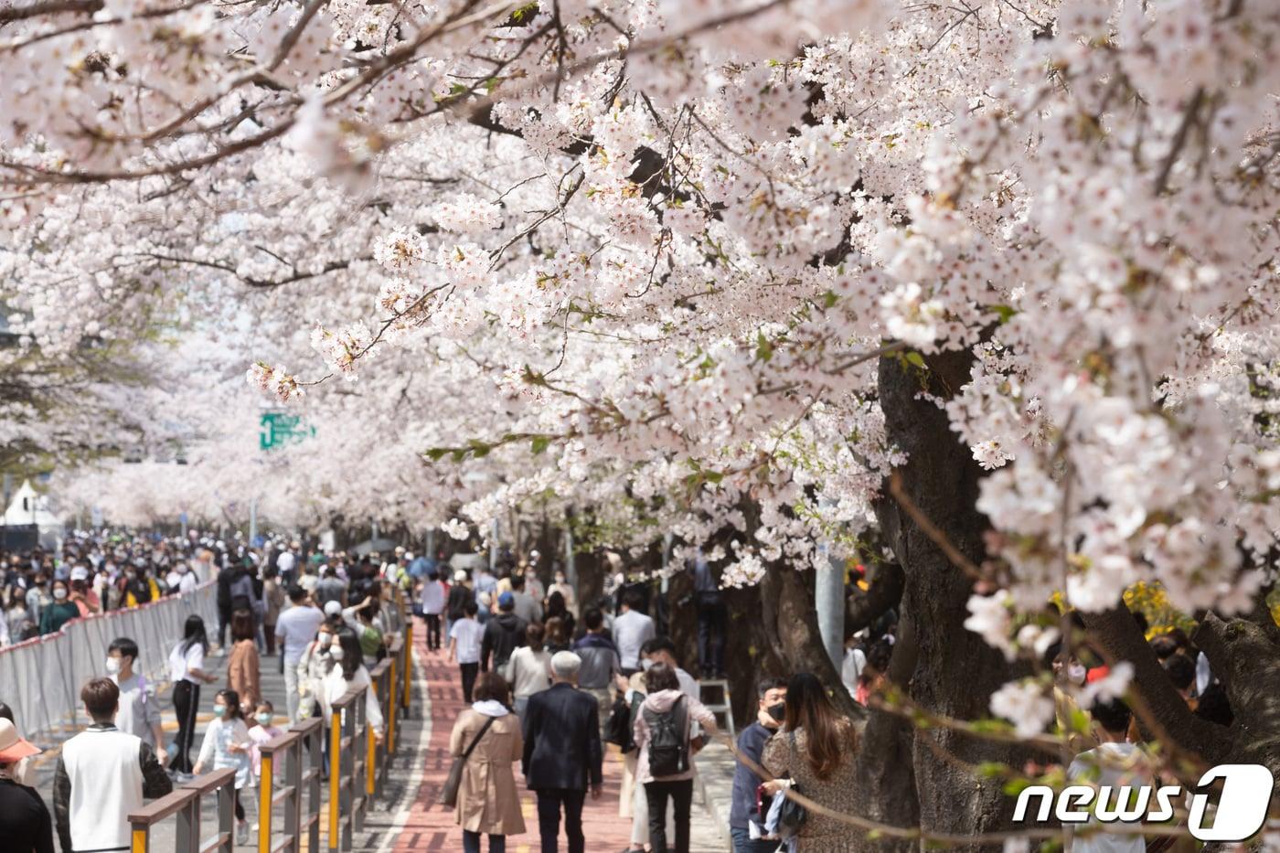 본문 이미지 - 완연한 봄 날씨를 보인 10일 서울 여의도 윤중로 벚꽃길을 찾은 시민들이 만개한 벚꽃을 보며 봄의 정취를 느끼고 있다. 2022.4.10/뉴스1 ⓒ News1 이재명 기자