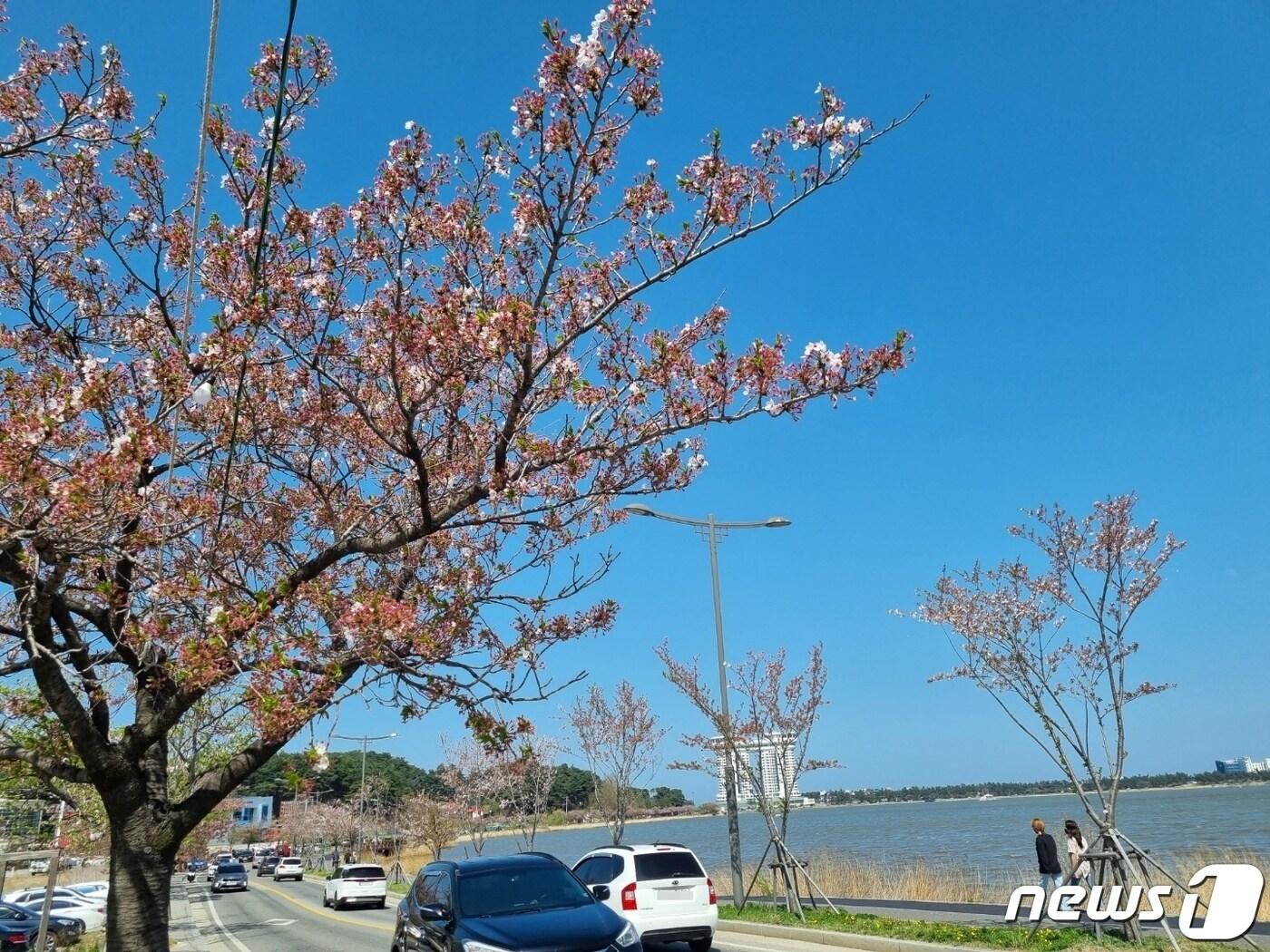 본문 이미지 - 11일 강원 강릉 경포 호수 일대 벚꽃나무가 강풍에 벚꽃이 낙화해 앙상한 모습을 보이고 있다. 2022.4.11/뉴스1 윤왕근 기자