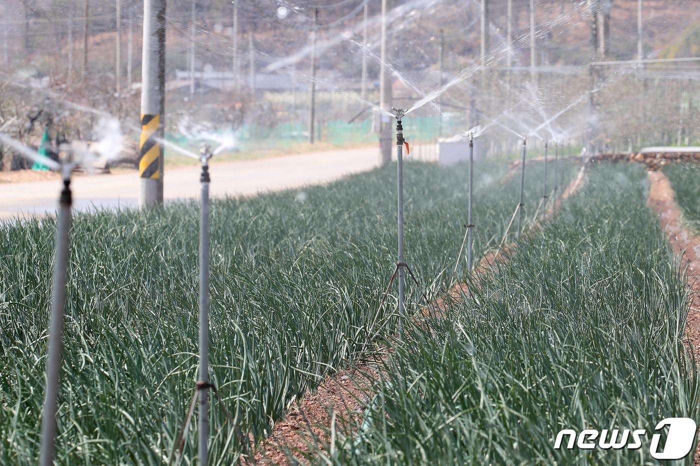 본문 이미지 - 경북 군위군 산불 사흘째인 12일 이상고온까지 겹쳐 농작물 피해가 예상되자 군위군 의흥면 한 농가에서 양파밭 스프링클러를 작동시켜 물을 뿌리고 있다. 2022.4.12 ⓒ 뉴스1 공정식 기자