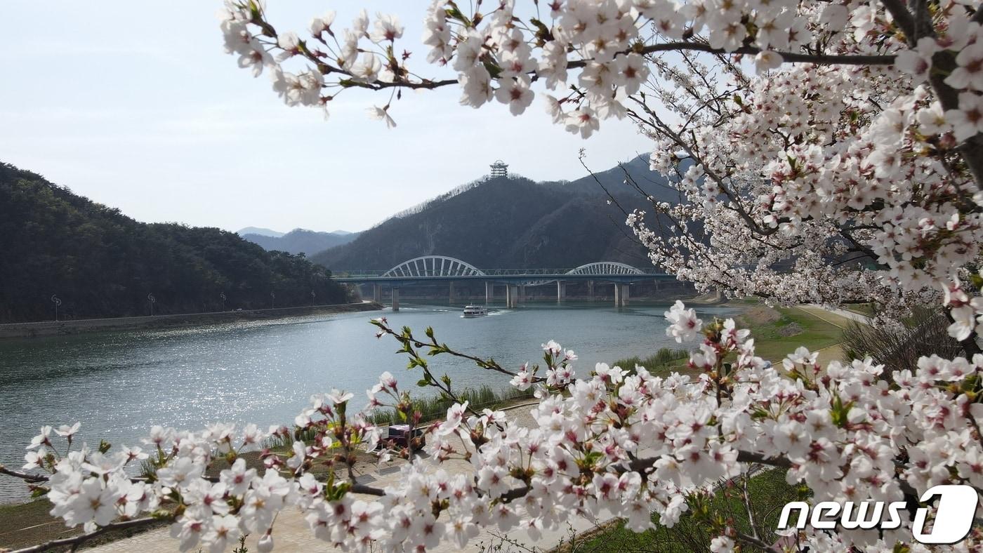 본문 이미지 - 단양군 상진리 소금정 공원 일대가 화려한 벗꽃이 장관을 이루고 있다.(단양군 제공)ⓒ 뉴스1