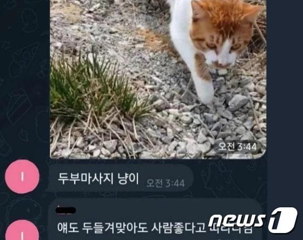 본문 이미지 - 학대 당한 고양이(나비야사랑해 인스타그램 갈무리) ⓒ 뉴스1