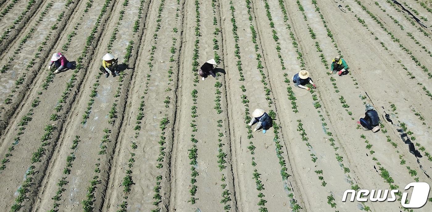 베트남 노동자들이 감자 모종을 심고 있다./뉴스1 ⓒ News1 공정식 기자
