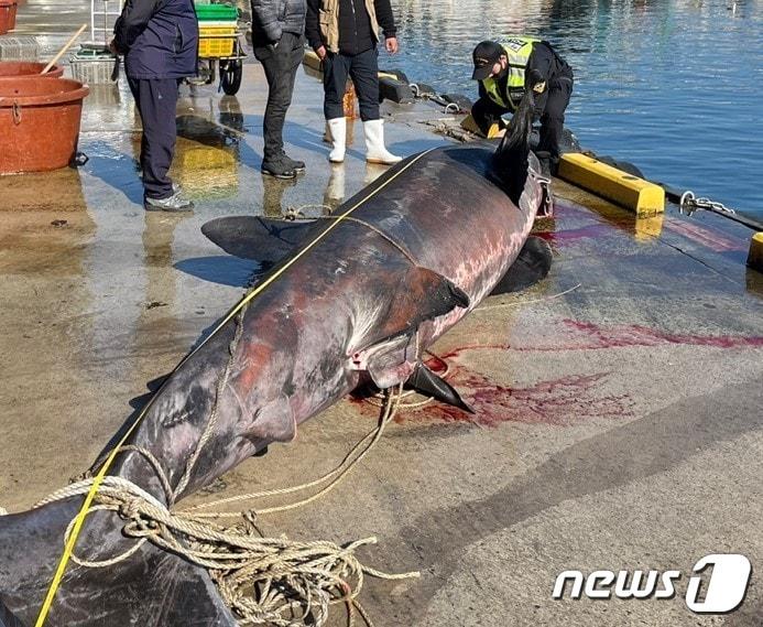 본문 이미지 - 2일 오전 4시 50분경 주문진 동방 5㎞ 인근 해상에서 혼획된 길이 5.15m, 둘레 2.2m의 돌묵상어.(속초해경 제공) 2022.4.2/뉴스1