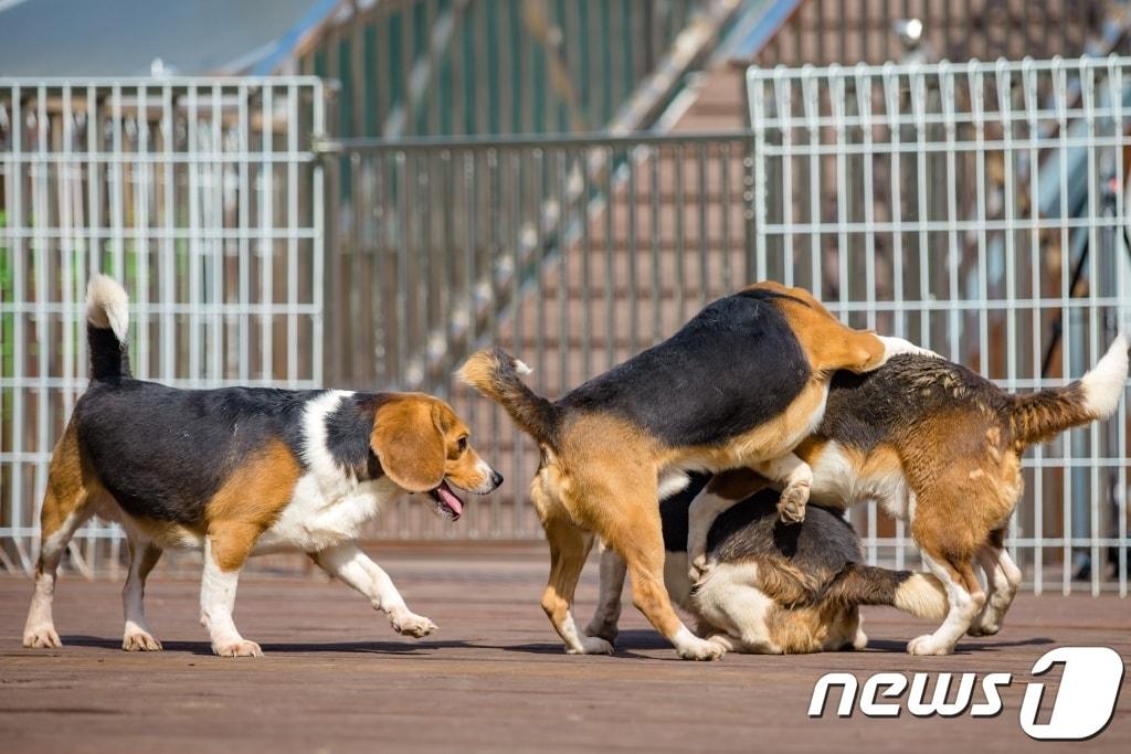 본문 이미지 - 국내 한 대기업 연구소가 동물실험을 끝낸 비글 21마리를 비구협에 기증했다. (비글구조네트워크 제공) ⓒ 뉴스1