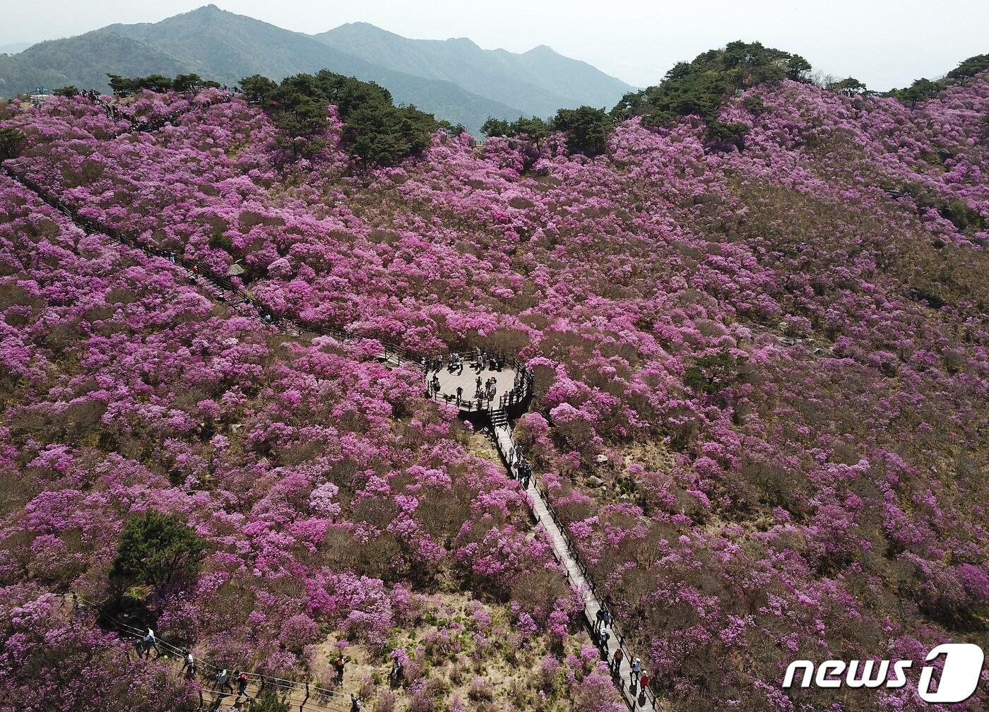 본문 이미지 - 산정상까지 휠체어로 오를 수 있는 '비슬산 군립공원' 2022.4.24/뉴스1 ⓒ News1  