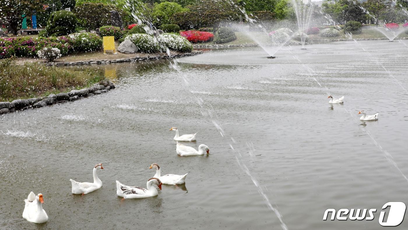 13일 대전·충남엔 오후 대부분의 지역에 최고체감온도가 31도 이상으로 올라 더울 것으로 예보됐다. 대전 유성구 한국과학기술원&#40;KAIST&#41; 연못 분수에서 거위들이 더위를 식히고 있다. /뉴스1 ⓒ News1 김기태 기자