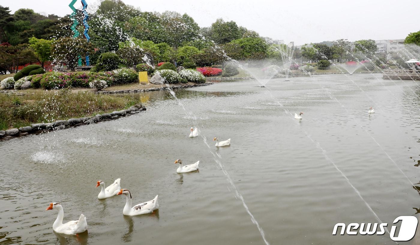 본문 이미지 - 14일 대전·충남은 낮 기온이 내륙을 중심으로 28도 내외까지 올라 더울 것으로 예보됐다. 대전 유성구 한국과학기술원(KAIST) 연못 분수에서 거위들이 더위를 식히고 있다. /뉴스1 ⓒ News1 김기태 기자