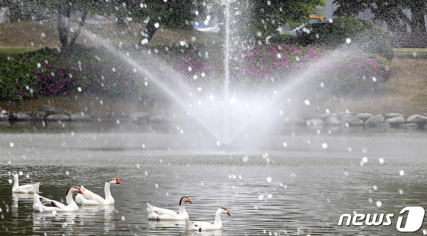 본문 이미지 - 14일 대전·충남은 낮 기온이 25도 안팎으로 오르는 등 더운 날씨를 보일 것으로 예보됐다. 대전 유성구 한국과학기술원(KAIST) 연못 분수에서 거위들이 더위를 식히고 있다. ⓒ 뉴스1 김기태 기자