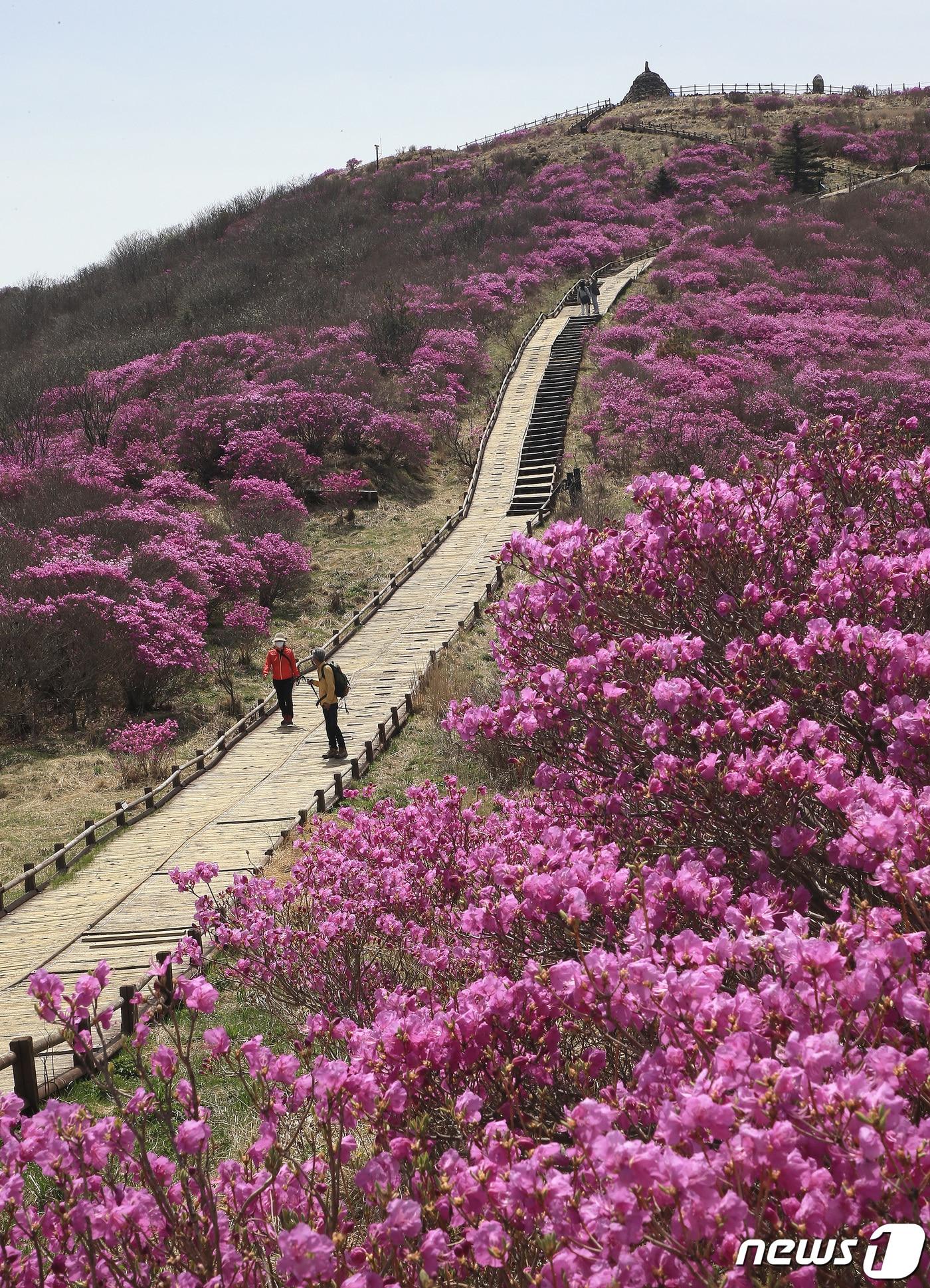 본문 이미지 - 전남 구례군 지리산 노고단 정상부에 진달래꽃이 활짝 펴 관광객 등의 시선을 사로잡고 있다. (구례군 제공)/뉴스1 