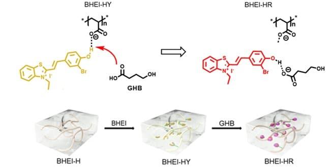 본문 이미지 - BHEI의 GHB 검출 메커니즘(생명연 제공)ⓒ 뉴스1