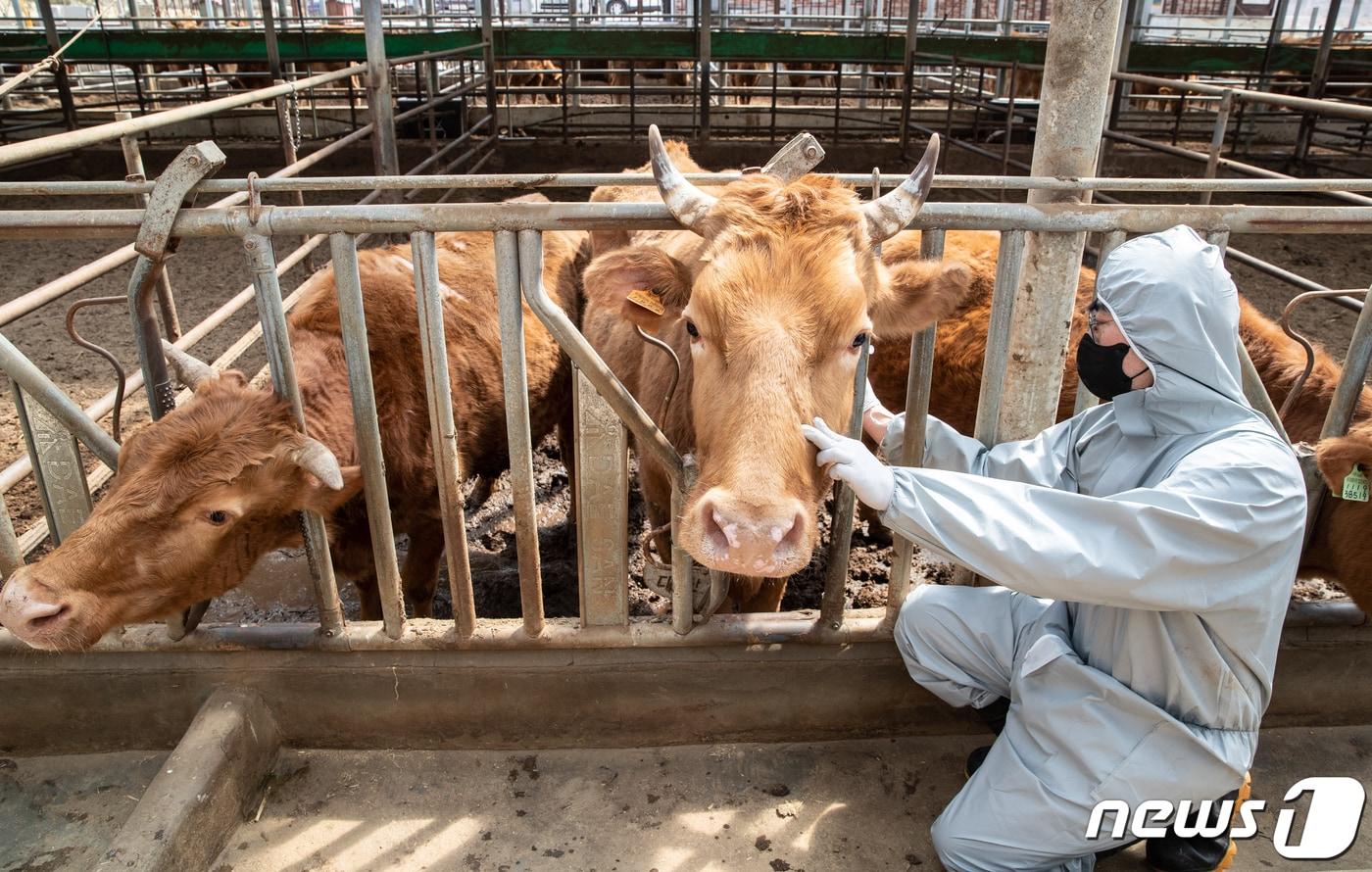 경기도 용인시 이동읍의 한 축산농가에서 수의사가 구제역 예방접종을 실시하고 있다. 2022.4.5/뉴스1 ⓒ News1 이재명 기자