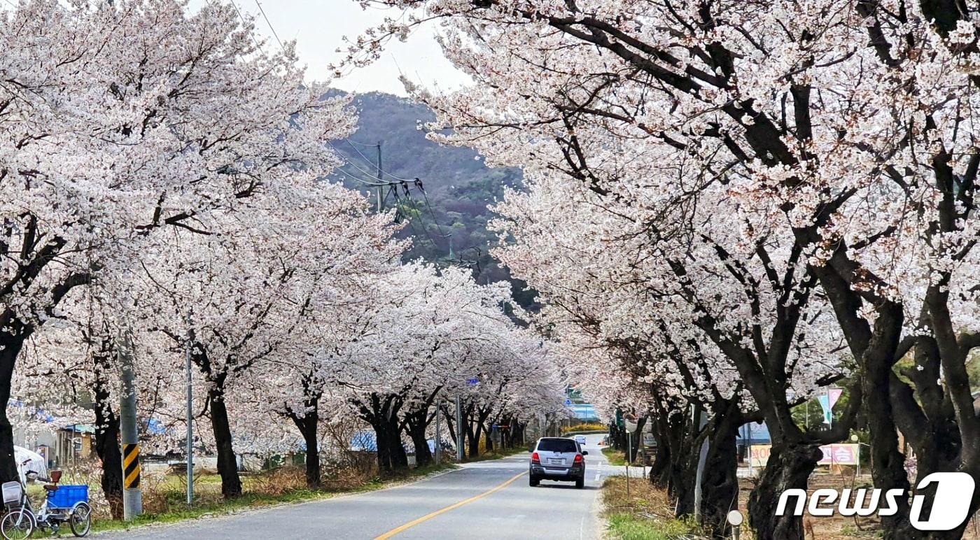 본문 이미지 - 구미시 생곡삼거리 벚꽃터널(구미시 제공).2022.4.6/ⓒ 뉴스1
